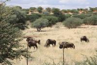 Gnus &ndash; &copy; Sylvia Sann (Eberhardt TRAVEL)