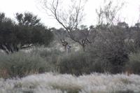 Antilope im Versteck