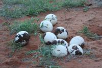 Straußeneier &ndash; &copy; Sylvia Sann (Eberhardt TRAVEL)