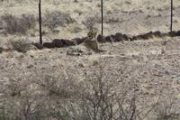Gepard in Sicht &ndash; &copy; Sylvia Sann (Eberhardt TRAVEL)