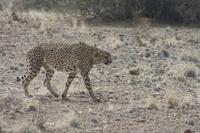 Gepard &ndash; &copy; Sylvia Sann (Eberhardt TRAVEL)