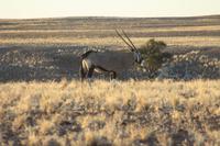 Namib-Naukluft-Nationalpark &ndash; &copy; Sylvia Sann (Eberhardt TRAVEL)