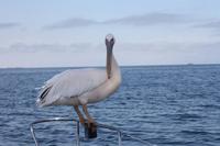 Walvis Bay &ndash; &copy; Sylvia Sann (Eberhardt TRAVEL)