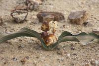 Nationalblume Namibias &ndash; &copy; Sylvia Sann (Eberhardt TRAVEL)