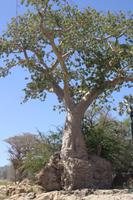 am Epupa-Wasserfall &ndash; &copy; Sylvia Sann (Eberhardt TRAVEL)