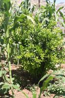 Gartenanlage am Epupa-Wasserfall &ndash; &copy; Sylvia Sann (Eberhardt TRAVEL)