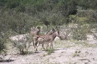 Etosha-Nationalpark &ndash; &copy; Sylvia Sann (Eberhardt TRAVEL)