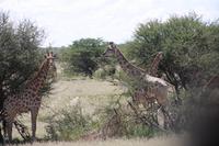 Etosha-Nationalpark &ndash; &copy; Sylvia Sann (Eberhardt TRAVEL)