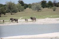 Etosha-Nationalpark &ndash; &copy; Sylvia Sann (Eberhardt TRAVEL)