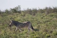 Etosha-Nationalpark &ndash; &copy; Sylvia Sann (Eberhardt TRAVEL)