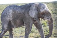 Etosha-Nationalpark &ndash; &copy; Sylvia Sann (Eberhardt TRAVEL)