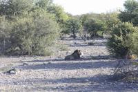 Etosha-Nationalpark &ndash; &copy; Sylvia Sann (Eberhardt TRAVEL)