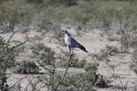 Etosha-Nationalpark &ndash; &copy; Sylvia Sann (Eberhardt TRAVEL)