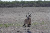 Etosha-Nationalpark &ndash; &copy; Sylvia Sann (Eberhardt TRAVEL)