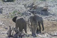 Etosha-Nationalpark &ndash; &copy; Sylvia Sann (Eberhardt TRAVEL)