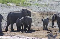 Etosha-Nationalpark &ndash; &copy; Sylvia Sann (Eberhardt TRAVEL)