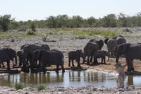 Etosha-Nationalpark &ndash; &copy; Sylvia Sann (Eberhardt TRAVEL)