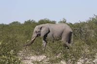 Etosha-Nationalpark &ndash; &copy; Sylvia Sann (Eberhardt TRAVEL)