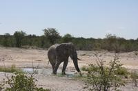 Etosha-Nationalpark &ndash; &copy; Sylvia Sann (Eberhardt TRAVEL)
