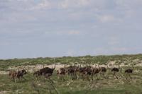 Etosha-Nationalpark &ndash; &copy; Sylvia Sann (Eberhardt TRAVEL)