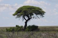 Etosha-Nationalpark &ndash; &copy; Sylvia Sann (Eberhardt TRAVEL)
