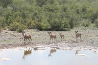 Etosha-Nationalpark &ndash; &copy; Sylvia Sann (Eberhardt TRAVEL)