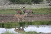 Etosha-Nationalpark &ndash; &copy; Sylvia Sann (Eberhardt TRAVEL)