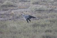 Etosha-Nationalpark &ndash; &copy; Sylvia Sann (Eberhardt TRAVEL)