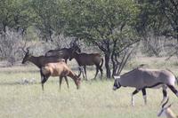 Etosha-Nationalpark &ndash; &copy; Sylvia Sann (Eberhardt TRAVEL)