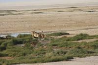 Etosha-Nationalpark &ndash; &copy; Sylvia Sann (Eberhardt TRAVEL)
