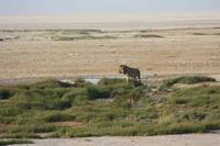 Etosha-Nationalpark &ndash; &copy; Sylvia Sann (Eberhardt TRAVEL)