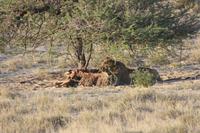 Etosha-Nationalpark &ndash; &copy; Sylvia Sann (Eberhardt TRAVEL)