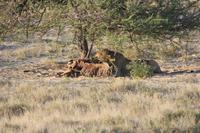 Etosha-Nationalpark &ndash; &copy; Sylvia Sann (Eberhardt TRAVEL)