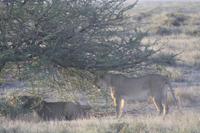 Etosha-Nationalpark &ndash; &copy; Sylvia Sann (Eberhardt TRAVEL)