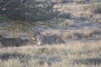Etosha-Nationalpark &ndash; &copy; Sylvia Sann (Eberhardt TRAVEL)