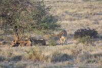 Etosha-Nationalpark &ndash; &copy; Sylvia Sann (Eberhardt TRAVEL)