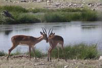 Etosha-Nationalpark &ndash; &copy; Sylvia Sann (Eberhardt TRAVEL)