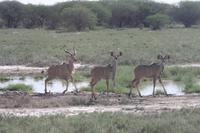 Etosha-Nationalpark &ndash; &copy; Sylvia Sann (Eberhardt TRAVEL)