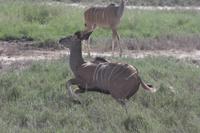 Etosha-Nationalpark &ndash; &copy; Sylvia Sann (Eberhardt TRAVEL)