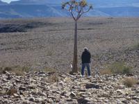 der arme Baum &ndash; &copy; Kathrin Mickan (Eberhardt TRAVEL)