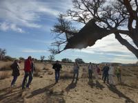 Webervögelnest &ndash; &copy; Kathrin Mickan (Eberhardt TRAVEL)