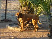 Farmhund &ndash; &copy; Kathrin Mickan (Eberhardt TRAVEL)