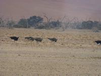Sossusvlei &ndash; &copy; Kathrin Mickan (Eberhardt TRAVEL)