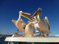 Pelikane Walvis Bay &ndash; &copy; Kathrin Mickan (Eberhardt TRAVEL)