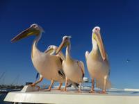 Pelikane Walvis Bay &ndash; &copy; Kathrin Mickan (Eberhardt TRAVEL)