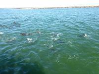 Walvis Bay Robben &ndash; &copy; Kathrin Mickan (Eberhardt TRAVEL)