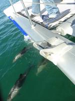 Walvis Bay Delphine &ndash; &copy; Kathrin Mickan (Eberhardt TRAVEL)