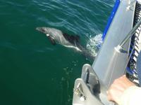 Walvis Bay Delphine &ndash; &copy; Kathrin Mickan (Eberhardt TRAVEL)