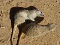 Erdmännchen  &ndash; &copy; Kathrin Mickan (Eberhardt TRAVEL)