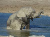 Etoscha &ndash; &copy; Kathrin Mickan (Eberhardt TRAVEL)